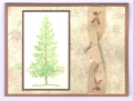 2006/04/22/pine_tree_quad_challenges_by_PH_in_VA.jpg