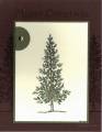 2010/10/25/lovely_as_a_tree_framed_pine_watermark_by_Michelerey.jpg