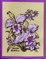 Orchid_Opu