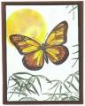 2005/12/02/Going_to_the_Sun_Butterfly0004_by_blueheron.JPG
