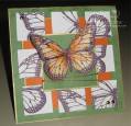 2008/06/24/mosaic_butterfly_dmb_SC182_by_dawnmercedes.JPG