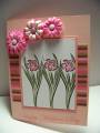 2008/05/07/Pink_daffodils_for_Gram_by_Cammystamps.jpg