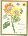 2006/07/15/Serene_Sunflower_Index_Card_-_small_by_lizb.jpg