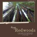 Redwoods_b