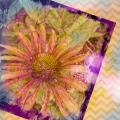 2014/09/06/cone_flower_phone_art_webcopy_by_lori92760.jpg