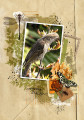 2022/08/01/A4-WATTLE-BIRD---SUMMER-DELIGHT_by_wombat146.jpg