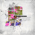 2022/08/10/12X12-PINK-DAISIES---PEACE-AND-QUIET_by_wombat146.jpg