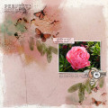 2023/03/11/12X12-PEONY---PERFECT-IN-EVERY-WAY_by_wombat146.jpg