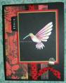 2007/05/25/Redblack_hummingbird_by_Wasatch_Wizard.jpg