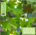 2006/09/26/page_3_-_maple_leaves_by_wiggydl.jpg